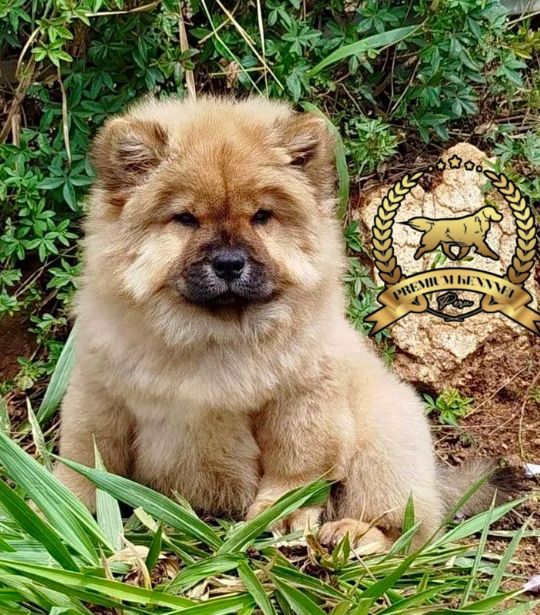 chow chow peludito