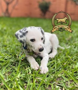 Dalmata - Premium Kennel Perú