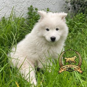 Samoyedo cachorro