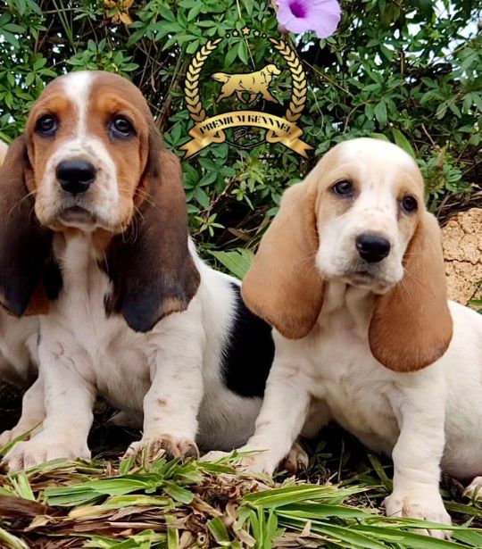 Basset Hound Premium Kennel Perú
