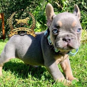 Cachorro Bulldog Francés Exótico disponible en Lima Perú