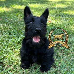 Cachorro Scottie de compañía en Perú