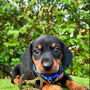 Venta Perro Salchicha Lima
