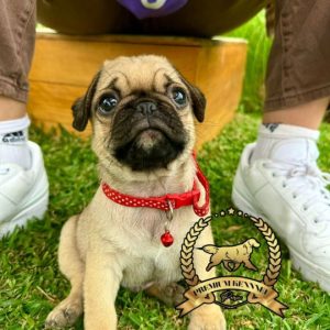 Cachorro Pug Carlino de raza pura en Perú de color beige y máscara negra