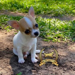 Venta de Chihuahua en Perú