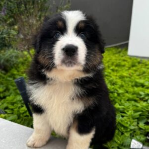 Cachorro Pastor Australiano Perú