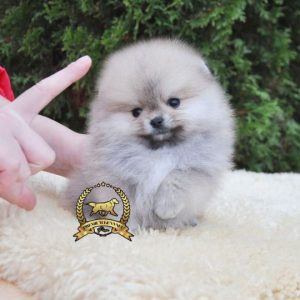 Cachorro Pomerania pequeño y esponjoso en Perú