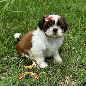 Cachorro Shih Tzu pequeño ideal para familias y departamentos