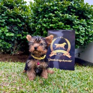 Yorkie cachorro de compañía en Perú