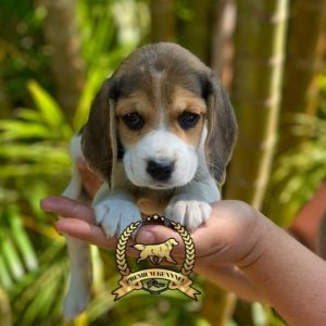 Beagle cachorro ideal para familias en Perú
