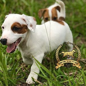 Cachorro Jack Russell Terrier blanco y marrón en Perú
