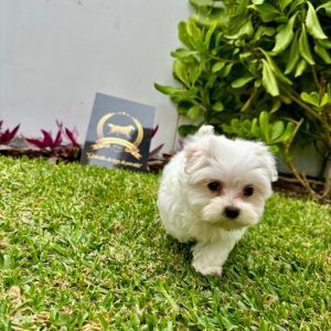 Venta Bichon Maltes Perú