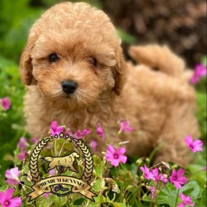 venta de poodle apricot