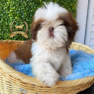 Shih Tzu cachorro de compañía cariñoso y sociable en Perú