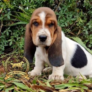 Cachorro Basset Hound con largas orejas en Perú