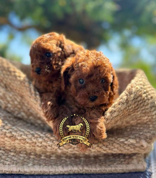 Cachorro Poodle Toy Lima