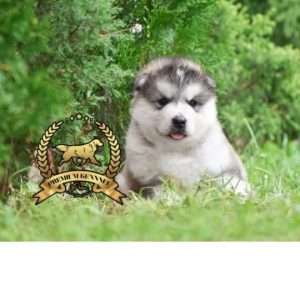 Venta de Alaska Malamute Perú