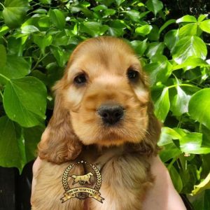 Cachorros Cocker Spaniel disponibles en Lima Perú