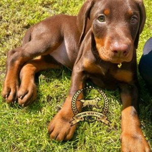 Doberman Protector