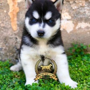 Husky Siberiano de excelente temperamento