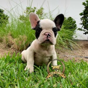 Cachorro Bulldog Francés de raza pura en Perú
