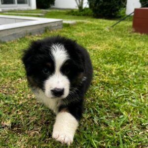 Pastor Australiano cachorro