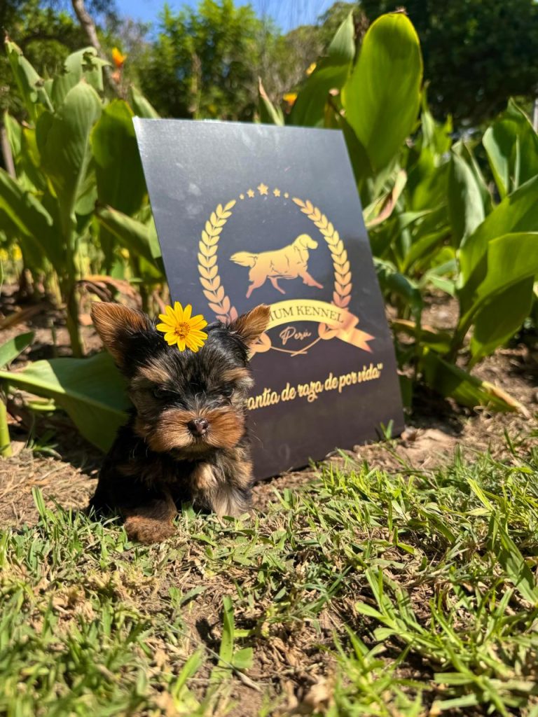 Cachorro Yorkie Toy
