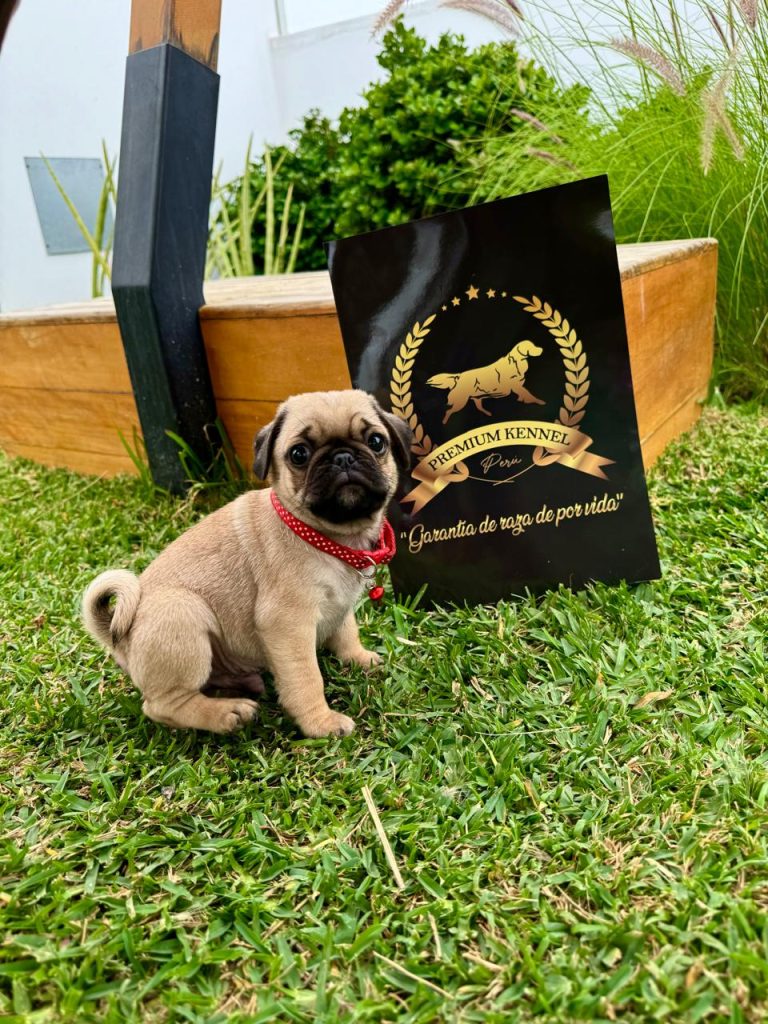 Hermoso Pug Carlino