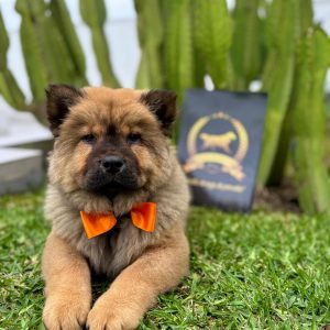 Chow Chow de Raza