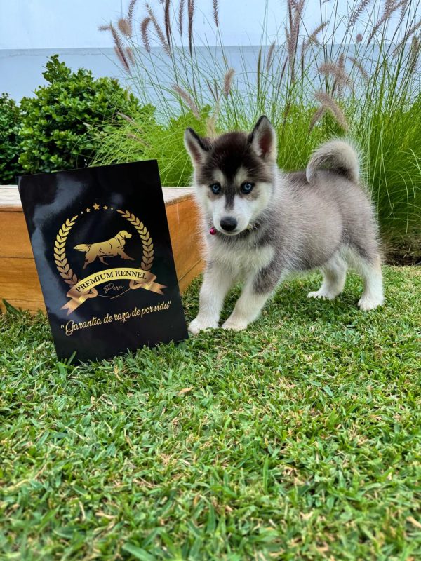 Husky Siberiano