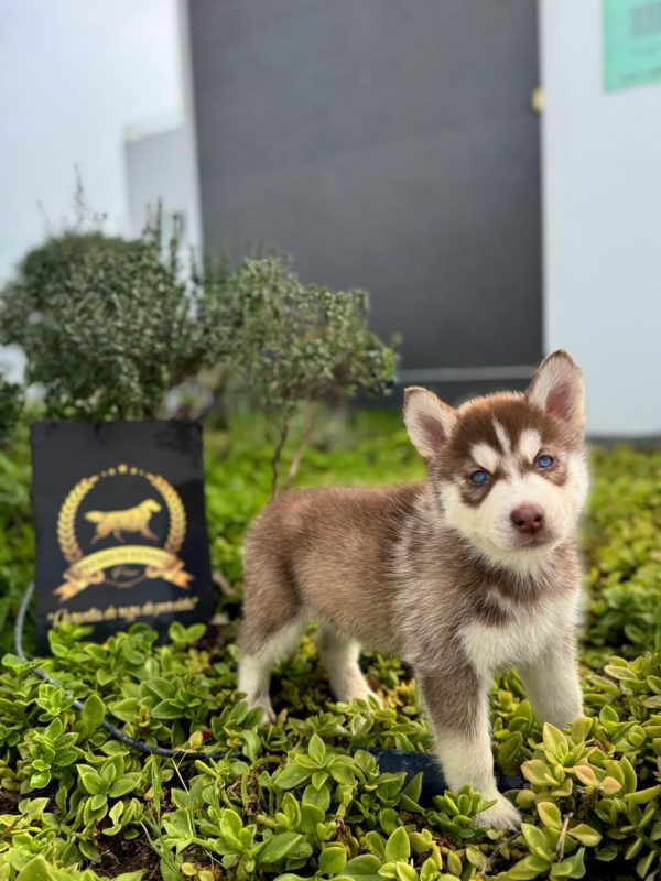 Husky Siberiano - Imagen 2