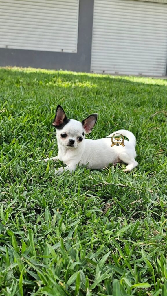 Chihuahua para departamentos
