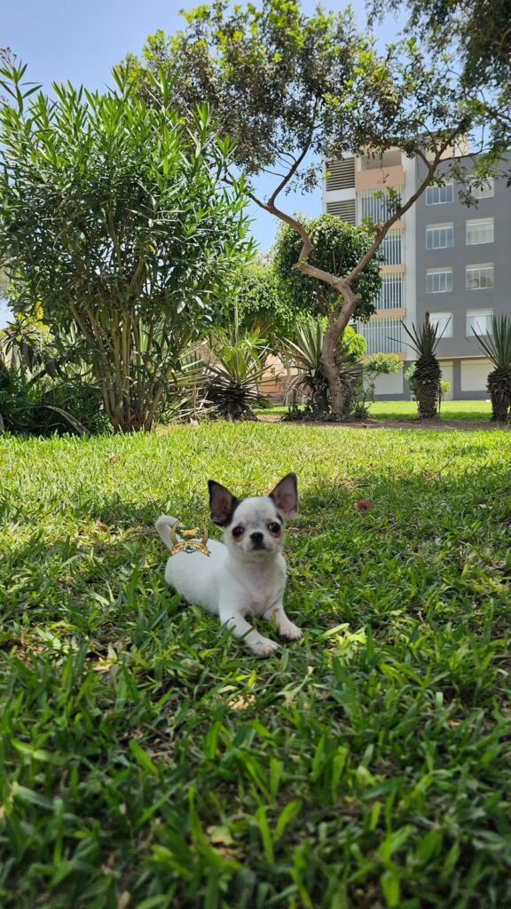 Chihuahua macho