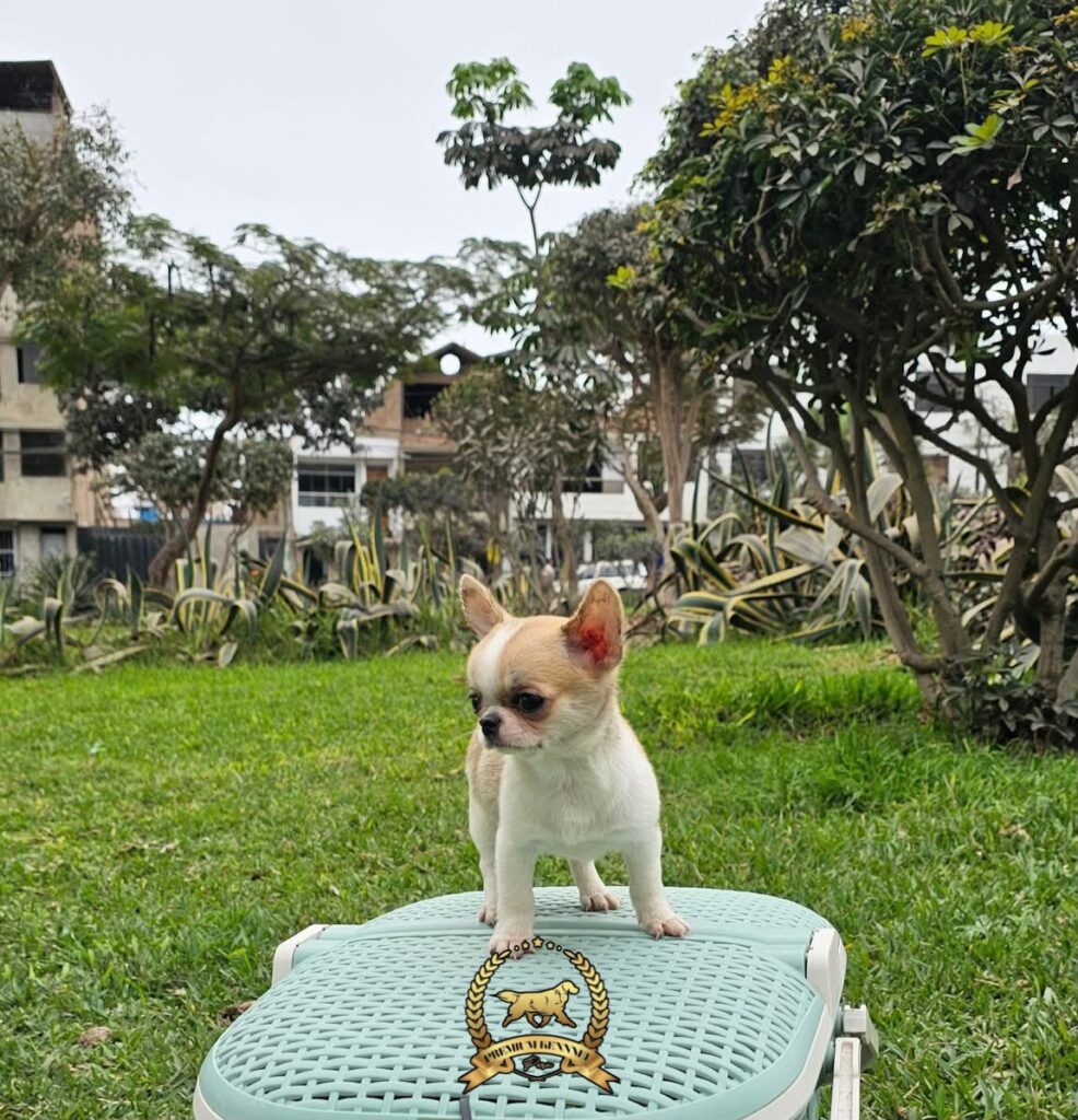 Cachorros Chihuahua Lima Perú