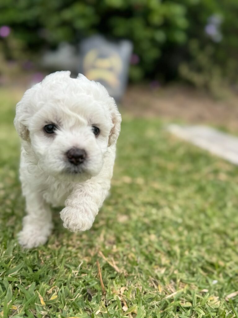Bichon Frise Blanco Perú