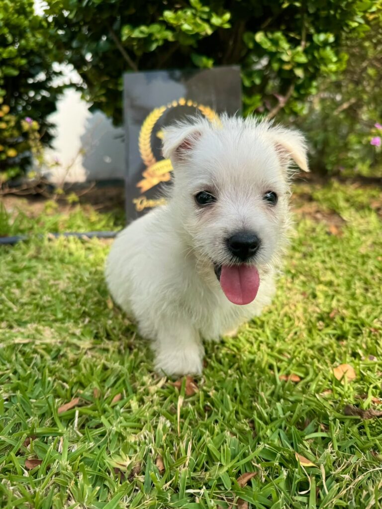 Cachorros West Highland White Terrier disponibles en Perú