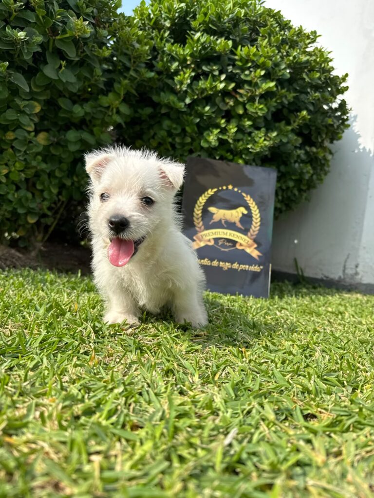 West Highland White Terrier de raza pura en Perú
