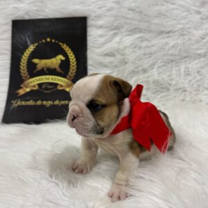 Bulldog Inglés bebé