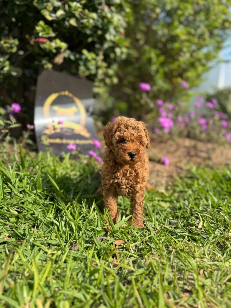 Cachorros Poodle Toy Lima Perú