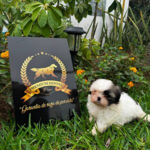 Hermoso Cachorro Shih tzu