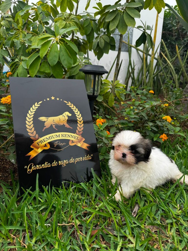 Hermoso Cachorro Shih tzu