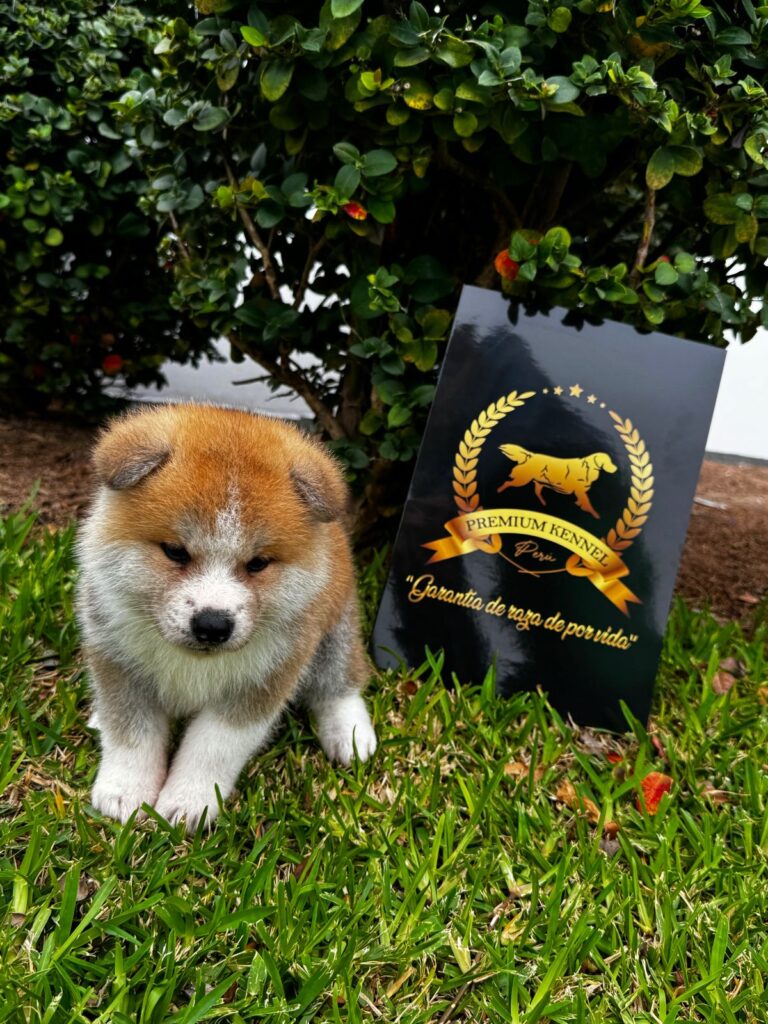 Hermoso Akita