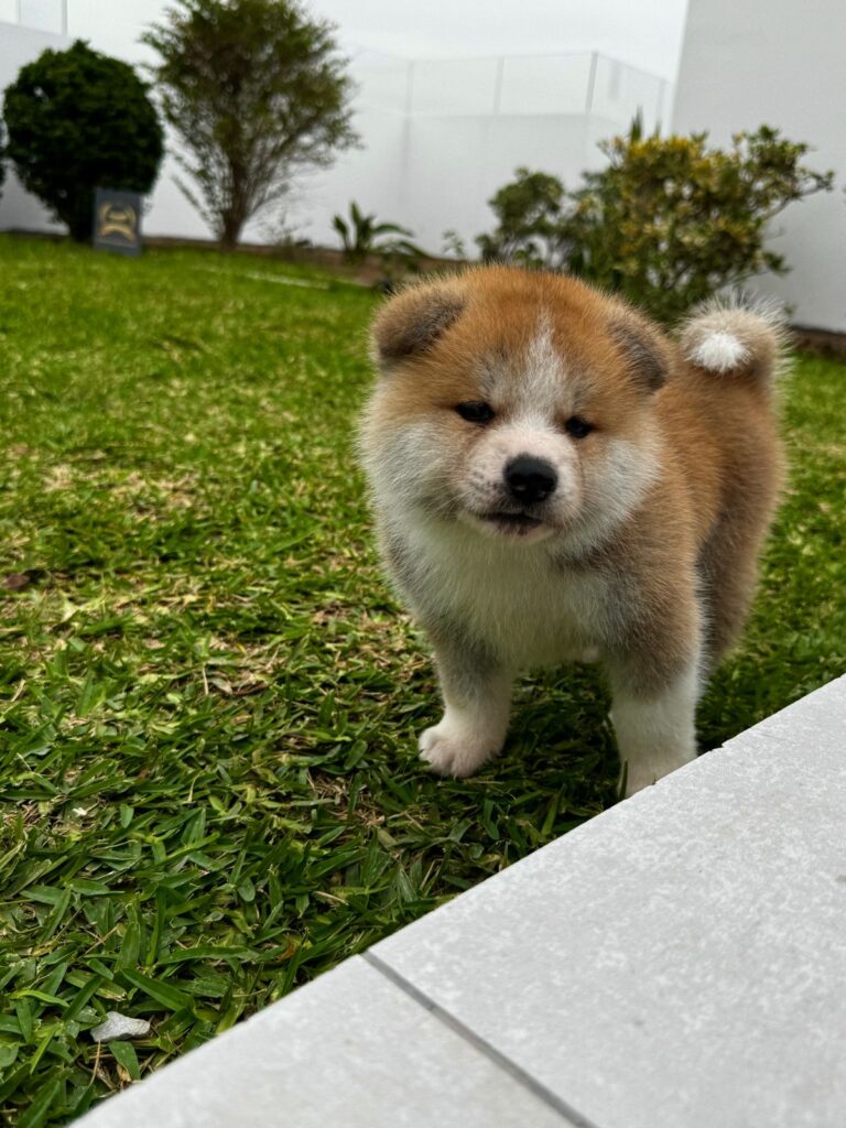 Cachorro Akita