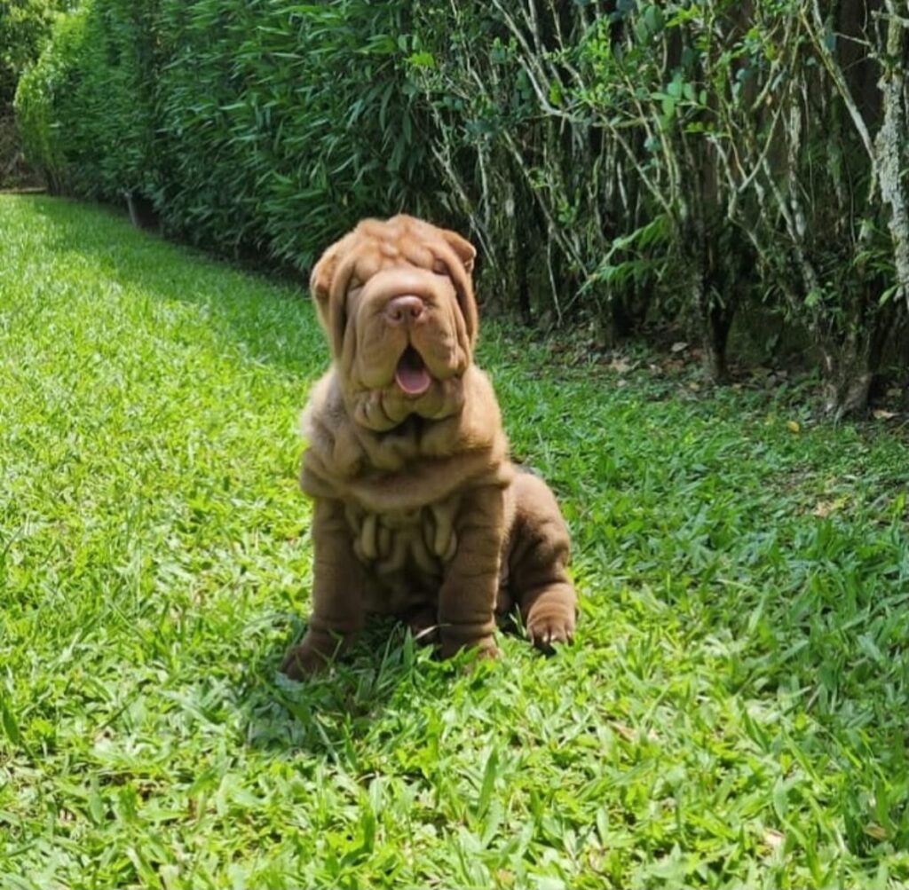 Perro Shar Pei en el jardín.