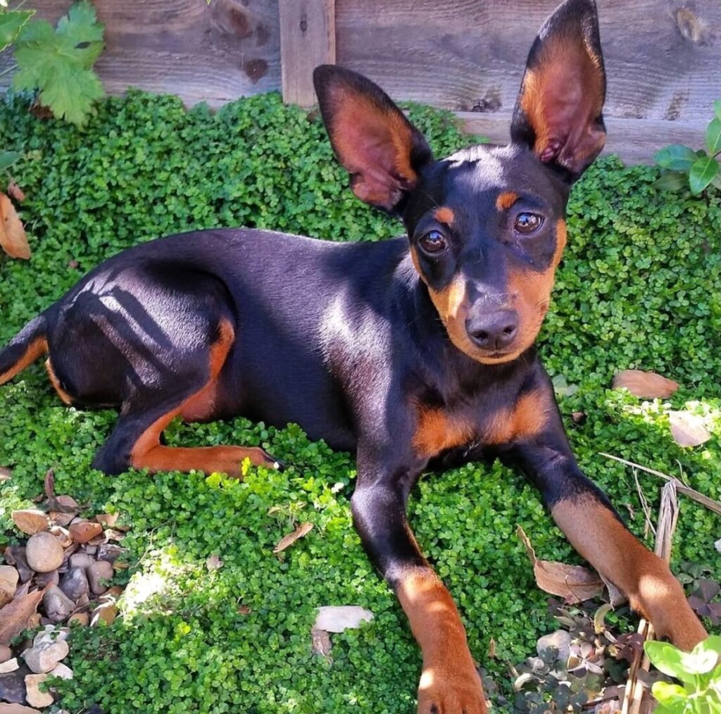 Perro pinscher negro y marrón en el jardín.