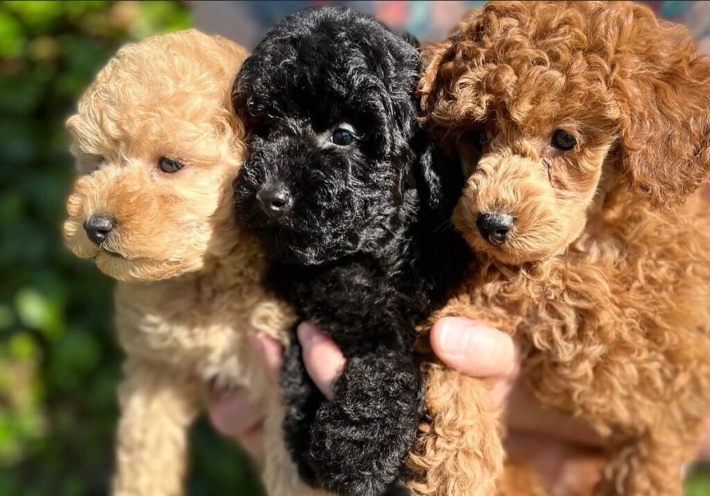 Poodle Toy Rojo, Negro, Apricot