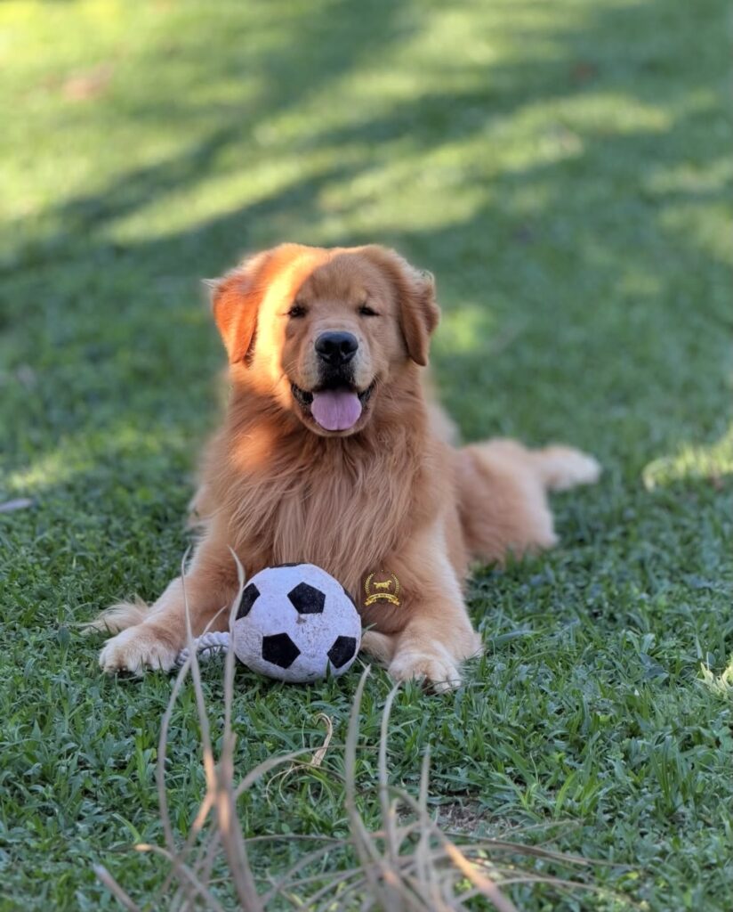 Golden Retriever Amigable Perú