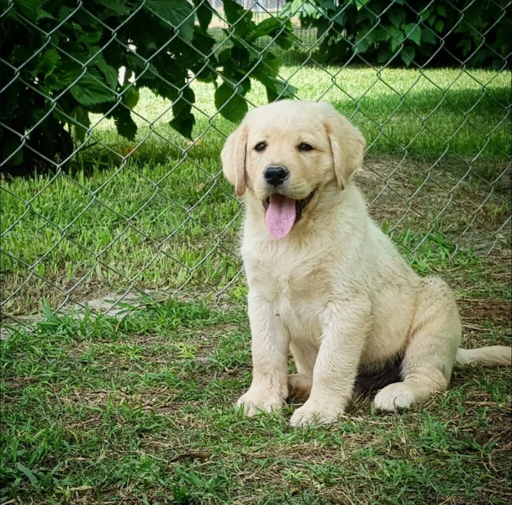 Labrador Retriever Perú