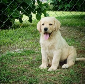 Labrador Retriever Perú