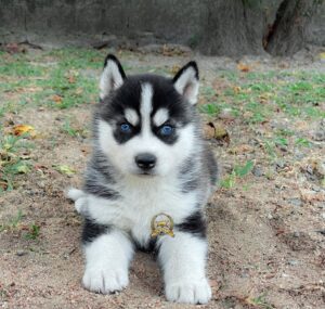 Husky Siberiano Ojos Celestes Perú